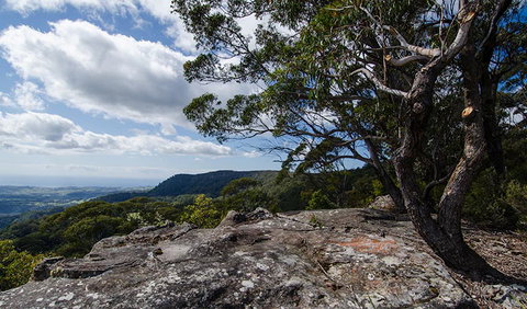 Illawarra Lookout Walking Track - Holiday Sunshine Coast 2
