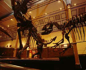 Australian Museum - Sunshine Coast Tourism 1