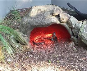 Blackbutt Reserve - Holiday Sunshine Coast 8