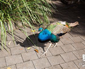 Blackbutt Reserve - Holiday Sunshine Coast 6