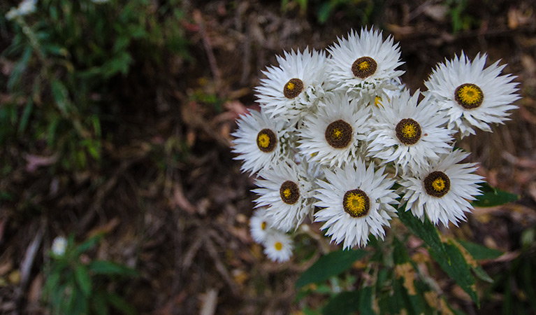 Banda Banda NSW Holiday Sunshine Coast