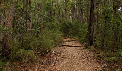 Pigeon House Mountain Didthul Walking Track - Holiday Sunshine Coast 0