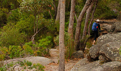 Pigeon House Mountain Didthul Walking Track - Holiday Sunshine Coast 3