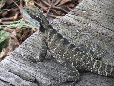 Campbells Store Craft Centre - Holiday Sunshine Coast 1