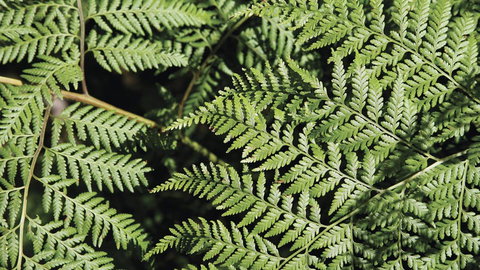 Glenrock State Conservation Area - Holiday Sunshine Coast 3