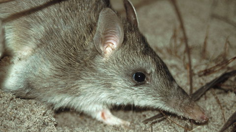 Glenrock State Conservation Area - Holiday Sunshine Coast 2