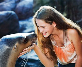 Sea Life Sunshine Coast - Sunshine Coast Tourism 1