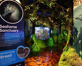 Sea Life Sunshine Coast - Sunshine Coast Tourism 3