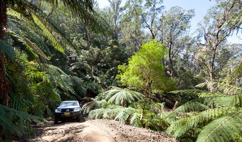 Wadbilliga Road Drive - Sunshine Coast Tourism 3