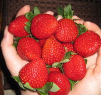 The Strawberry Farm