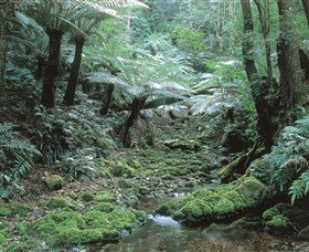 The Corn Trail Walk - Holiday Sunshine Coast 0
