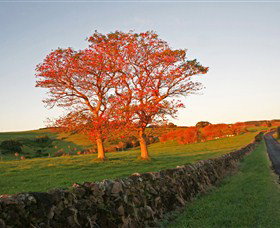 Saddleback Mountain Lookout - Sunshine Coast Tourism 2