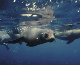 Wilsons Promontory VIC Sunshine Coast Tourism