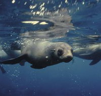 Wilsons Promontory Marine National Park - Sunshine Coast Tourism