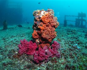HMAS Brisbane Dive Site - Holiday Sunshine Coast 0