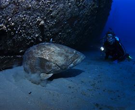 HMAS Brisbane Dive Site - Holiday Sunshine Coast 3