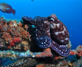 HMAS Brisbane Dive Site - Holiday Sunshine Coast 2