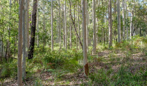 Anabranch Loop Track - Sunshine Coast Tourism 2