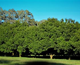 Medowie Macadamias - Holiday Sunshine Coast 6