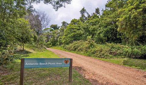 Antarctic Beech Picnic Area - Sunshine Coast Tourism 0