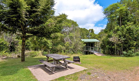 Antarctic Beech Picnic Area - Sunshine Coast Tourism 1