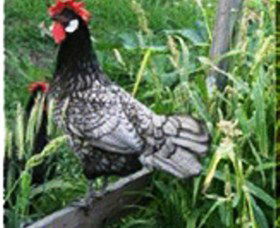 Merry Maidens Veggies - Holiday Sunshine Coast 0