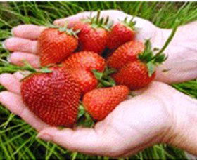 Merry Maidens Veggies - Holiday Sunshine Coast 1