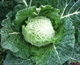 Merry Maidens Veggies - Holiday Sunshine Coast 2