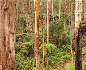 Cycle Mogo State Forest - Holiday Sunshine Coast 0
