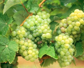 Red Tail Wines - Sunshine Coast Tourism 0