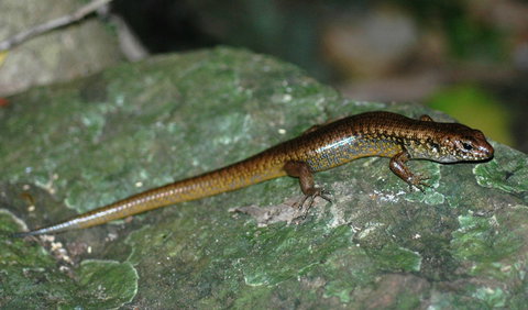 Boorganna Nature Reserve - Sunshine Coast Tourism 1