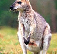 Venman Bushland National Park - Holiday Sunshine Coast