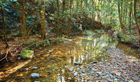 Blackbutt Walking Track - Sunshine Coast Tourism 3