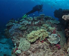 Flinders Reef Dive Site - Sunshine Coast Tourism 2