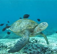 Flinders Reef Dive Site - Sunshine Coast Tourism