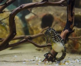 Irukandji Shark And Ray Encounters - Holiday Sunshine Coast 2