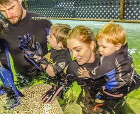 Irukandji Shark And Ray Encounters - Holiday Sunshine Coast 0