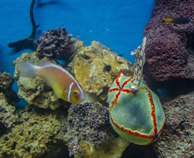 Irukandji Shark And Ray Encounters - Holiday Sunshine Coast 6