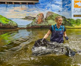 Irukandji Shark And Ray Encounters - Holiday Sunshine Coast 7