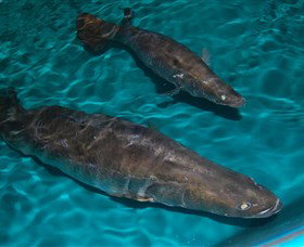 Cookabarra Restaurant And Function Centre - Tailor Made Fish Farms - Sunshine Coast Tourism 7