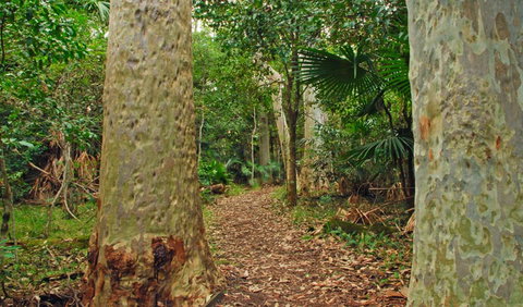 Depot Beach Rainforest Walk - Holiday Sunshine Coast 0