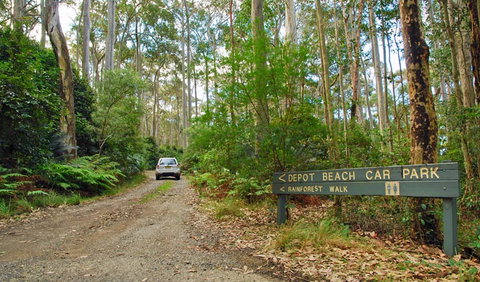 Depot Beach Rainforest Walk - Holiday Sunshine Coast 1