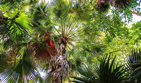 Depot Beach Rainforest Walk - Holiday Sunshine Coast 2