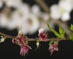 Fruit Salad Tree Company - Holiday Sunshine Coast 1