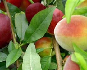 Fruit Salad Tree Company - Holiday Sunshine Coast 0