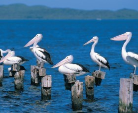 Walpole-Nornalup Inlets - Sunshine Coast Tourism 1