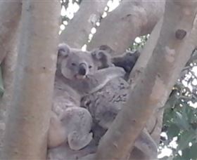 Mondrook Garden Cafe Gallery And Function Centre - Sunshine Coast Tourism 1