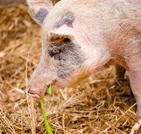 Djanbung Permaculture Gardens - Sunshine Coast Tourism