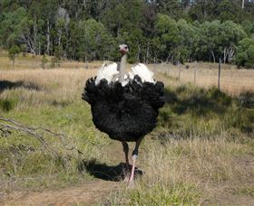 Glen Ian Ostrich And Emu Farm - Holiday Sunshine Coast 1