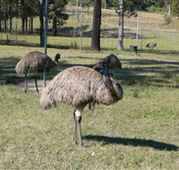 Glen Ian Ostrich and Emu Farm - Sunshine Coast Tourism